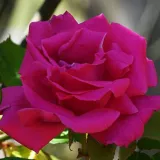 Rosa - rosal de pie alto - árbol de rosas híbrido de té – rosal de pie alto - Rosa Zéphirine Drouhin - rosa de fragancia intensa - canela