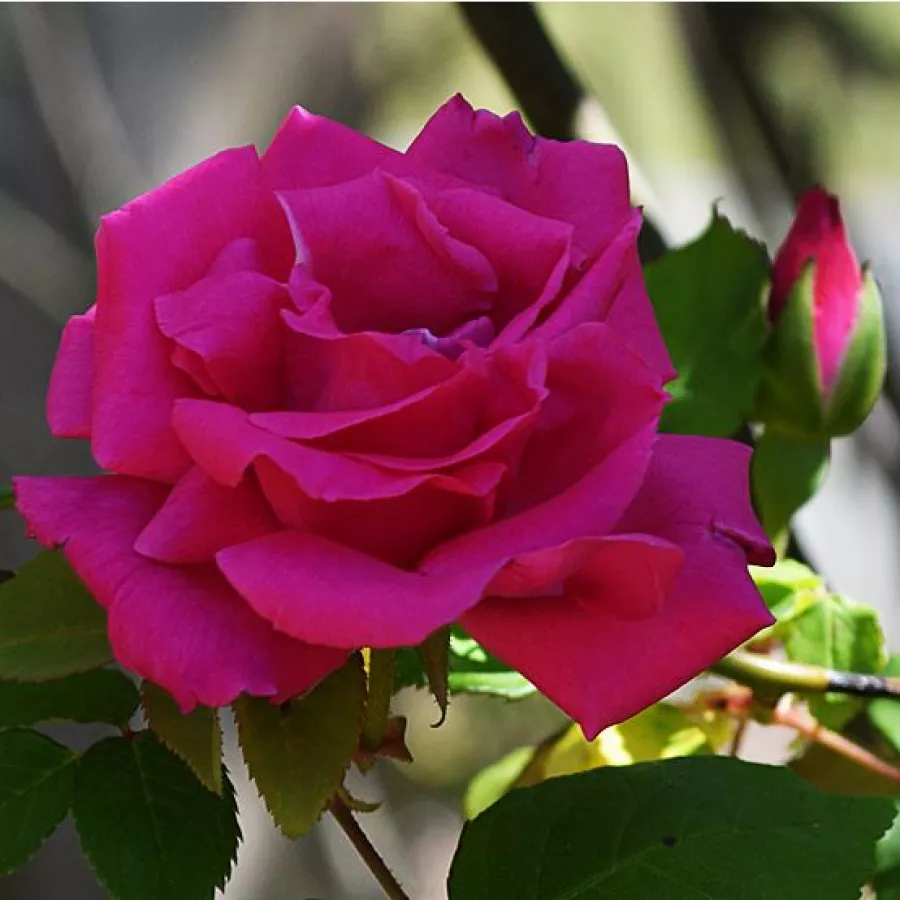 Bizot - Rosa - Zéphirine Drouhin - rosal de pie alto