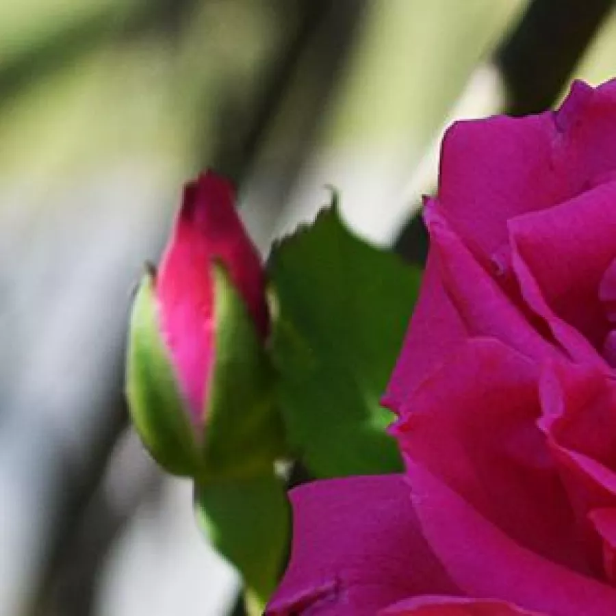 Drevesne vrtnice - - Roza - Zéphirine Drouhin - 
