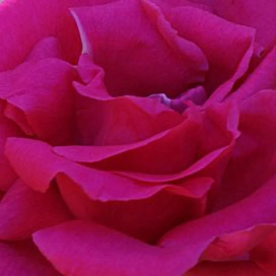 Pojedynczy - Róża - Zéphirine Drouhin - 