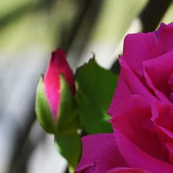 Rosa Zéphirine Drouhin - roz - trandafiri pomisor - Trandafir copac cu trunchi înalt – cu flori teahibrid