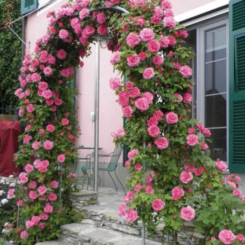 Ružičasta - climber, penjačica - ruža intenzivnog mirisa - aroma cimeta