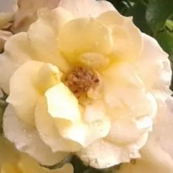 Online rózsa kertészet - sárga - climber, futó rózsa - Zorba™ - diszkrét illatú rózsa - barack aromájú - (150-200 cm)