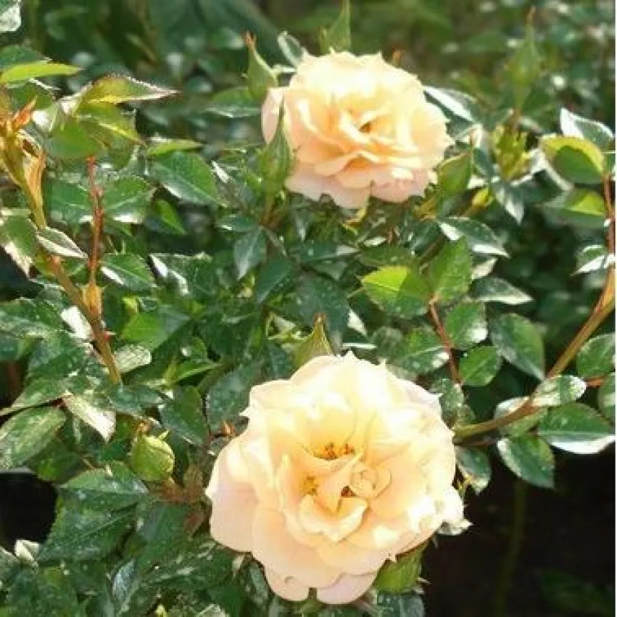 Rumena - Roza - Zorba™ - Na spletni nakup vrtnice