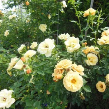Více odstínů žluté barvy - stromkové růže - Stromková růže s drobnými květy