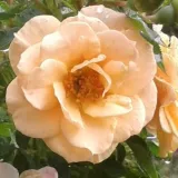 Sárga - diszkrét illatú rózsa - barack aromájú - Online rózsa vásárlás - Rosa Zorba™ - climber, futó rózsa
