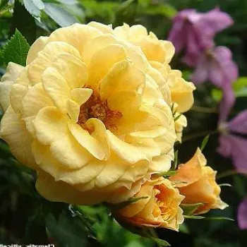 Rosa Zorba™ - galben - Trandafiri climber