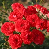 Vörös - törpe - mini rózsa - Online rózsa vásárlás - Rosa Zwergenfee 09® - nem illatos rózsa