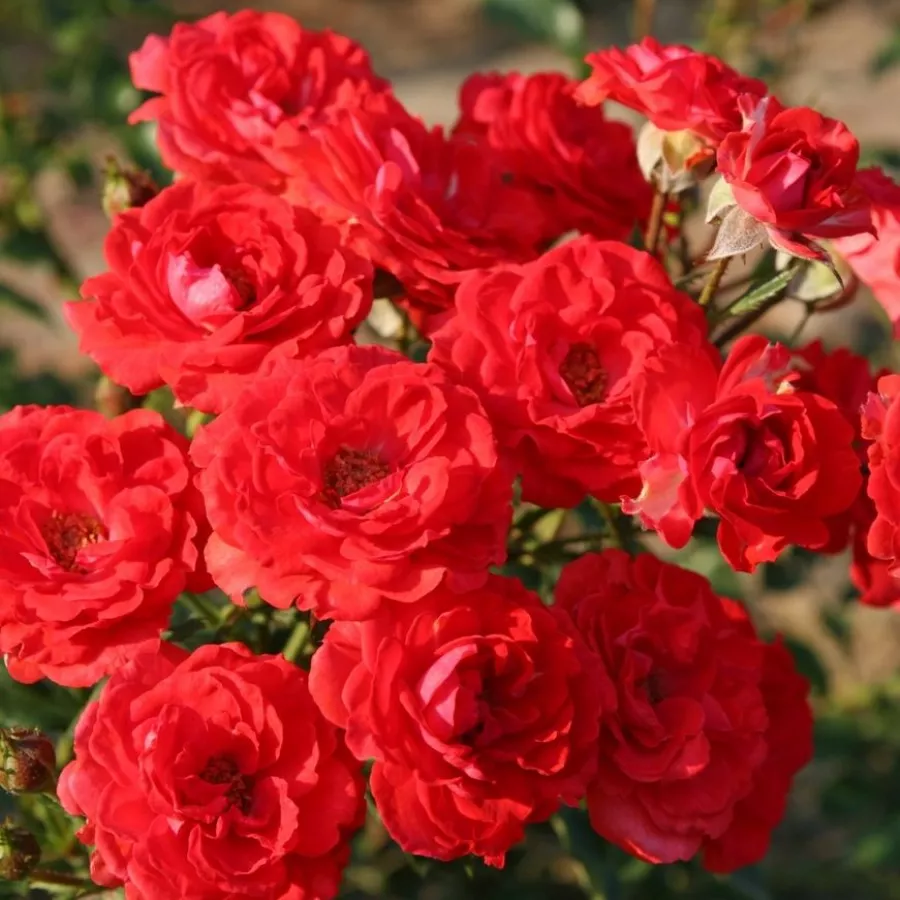 červený - Ruža - Zwergenfee 09® - Ruže - online - koupit