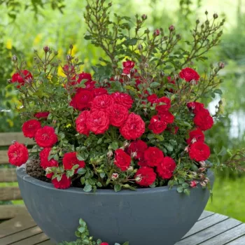 Červený - trpasličia, mini ruža   (30-40 cm)