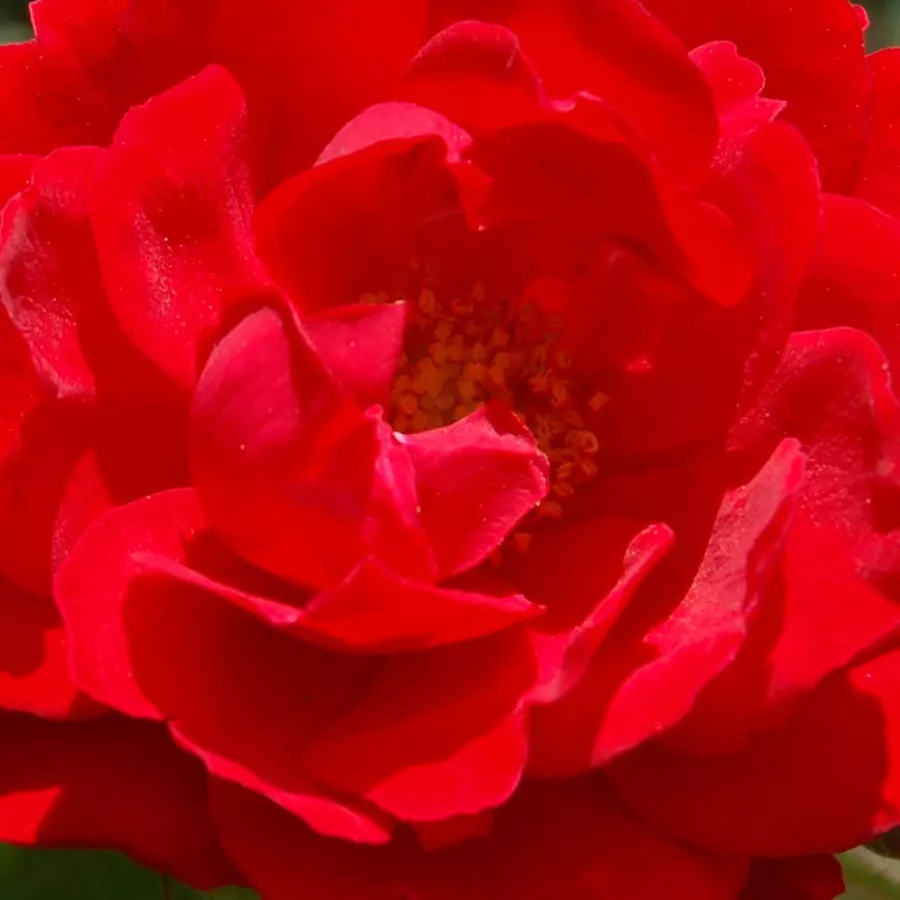 Miniature - Róża - Zwergenfee 09® - Szkółka Róż Rozaria