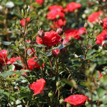 Rosa Zwergenfee 09® - roșu - trandafiri pomisor - Trandafir copac cu trunchi înalt – cu flori mărunți