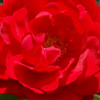 Ruže - online - koupit - červený - stromčekové ruže - Stromková ruža s drobnými kvetmi - Zwergenfee 09® - bez vône