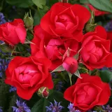Vörös - virágágyi floribunda rózsa - Online rózsa vásárlás - Rosa Black Forest Rose® - nem illatos rózsa