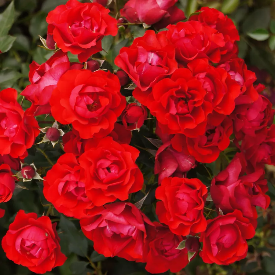 červený - Ruža - Black Forest Rose® - Ruže - online - koupit