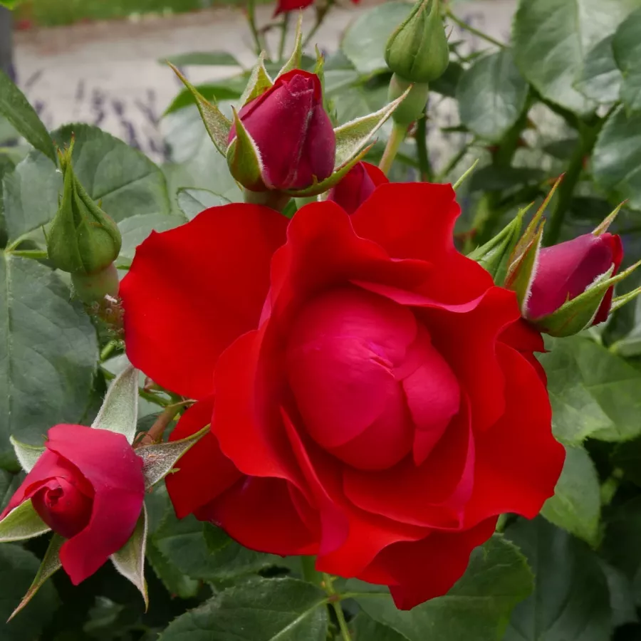 Bez vône - Ruža - Black Forest Rose® - Ruže - online - koupit