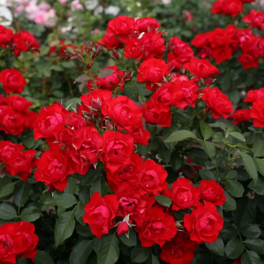 KORschwill - Róża - Black Forest Rose® - Szkółka Róż Rozaria