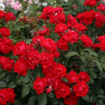Vörös - virágágyi floribunda rózsa   (60-70 cm)