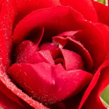 Ružová - školka - eshop  - záhonová ruža - floribunda - červený - bez vône - Black Forest Rose® - (60-70 cm)