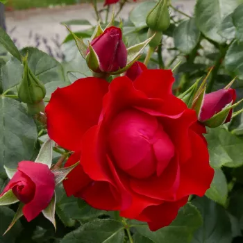 Rosa Black Forest Rose® - roșu - trandafiri pomisor - Trandafir copac cu trunchi înalt – cu flori în buchet