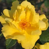 Sárga - virágágyi floribunda rózsa - Online rózsa vásárlás - Rosa Lemon Fizz® - nem illatos rózsa