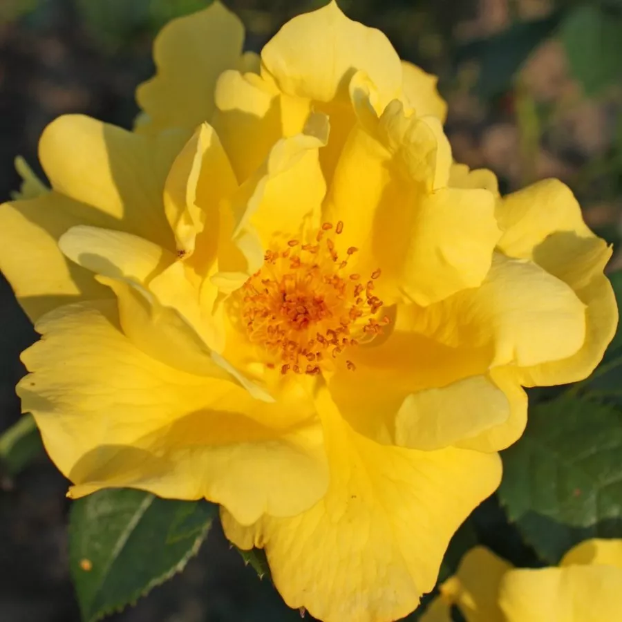 Virágágyi floribunda rózsa - Rózsa - Lemon Fizz® - Online rózsa rendelés