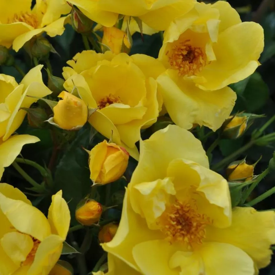 żółty - Róża - Lemon Fizz® - Szkółka Róż Rozaria
