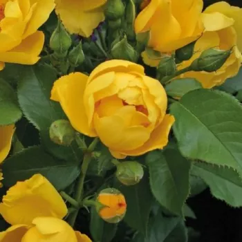 Rosa Lemon Fizz® - sárga - virágágyi floribunda rózsa