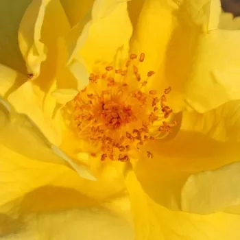 Online rózsa webáruház - virágágyi floribunda rózsa - sárga - nem illatos rózsa - Lemon Fizz® - (70-80 cm)