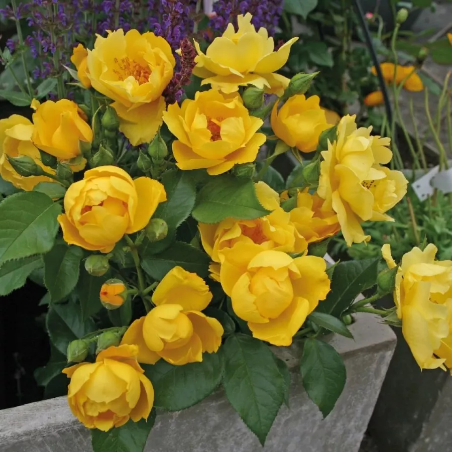 In groepen of trossen - Rozen - Lemon Fizz® - rozenplanten online kopen en bestellen