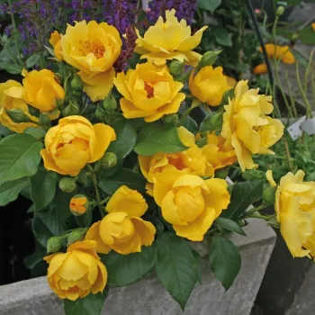 Żółty - róże rabatowe grandiflora - floribunda   (70-80 cm)