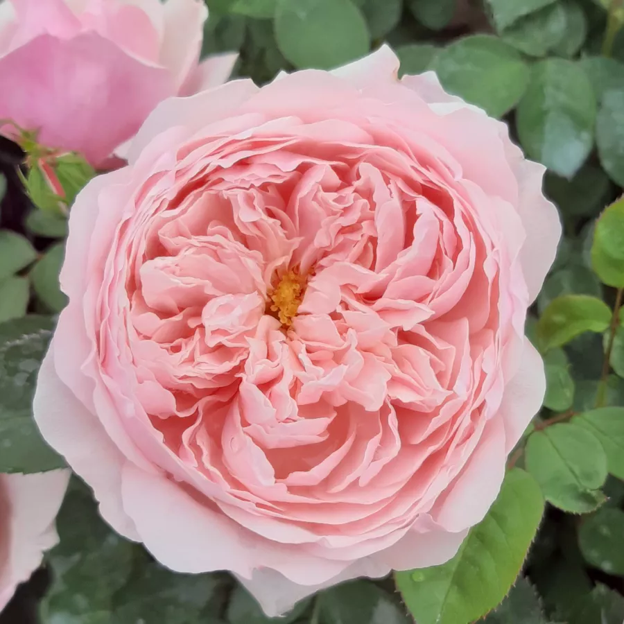 Angleška vrtnica - Roza - Auswonder - Na spletni nakup vrtnice