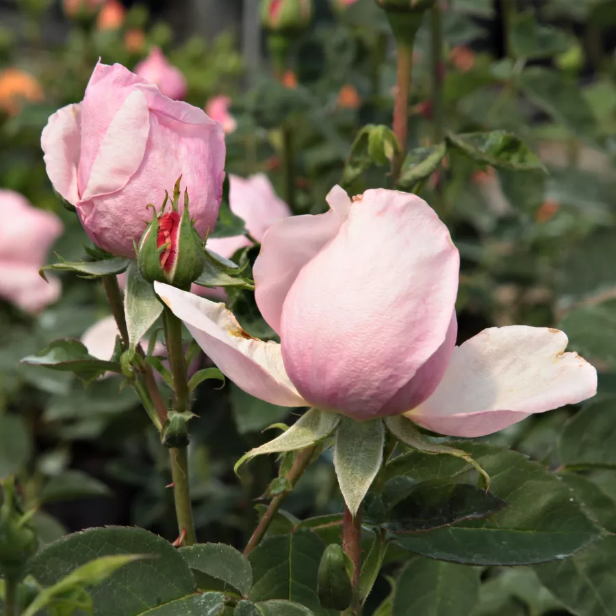 Rózsaszín - Rózsa - Auswonder - Online rózsa rendelés