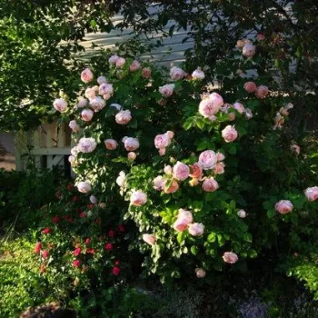 Roz piersică - trandafiri pomisor - Trandafir copac cu trunchi înalt – cu flori tip trandafiri englezești