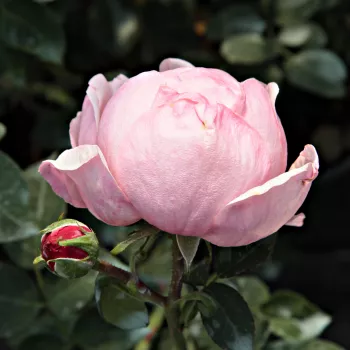 Rosa Auswonder - różowy - róża pienna - Róże pienne - z kwiatami róży angielskiej