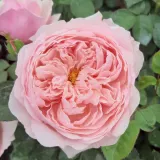 Anglická ruža - intenzívna vôňa ruží - pižmo - ružová - Rosa Auswonder