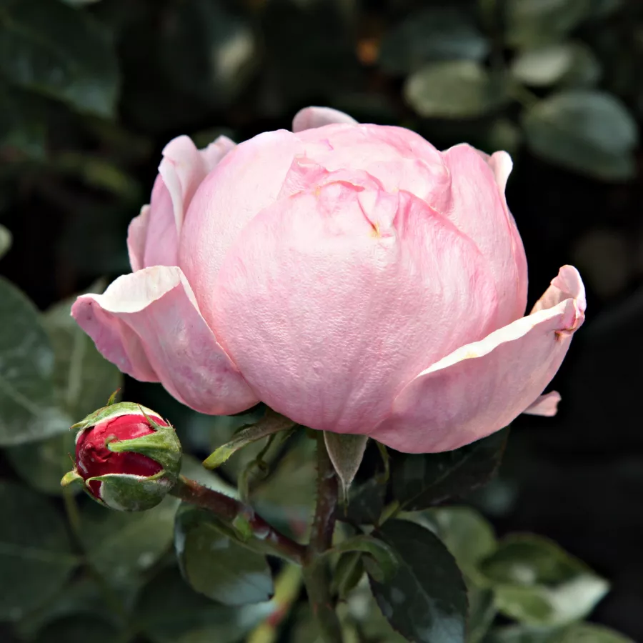 Rozetă - Trandafiri - Auswonder - comanda trandafiri online