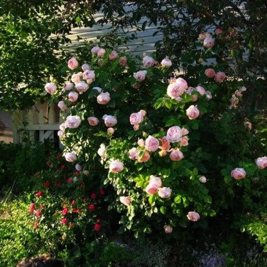 ROMANTICKÁ - Ruža - Auswonder - ruže eshop