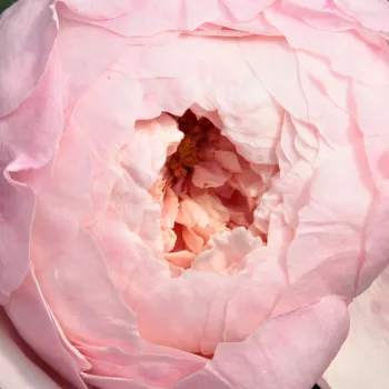 Comprar rosales online - Rosa - Rosas inglesas  - rosa de fragancia intensa - Rosal Auswonder - David Austin - Las flores tienen forma de roseta cuando se abren