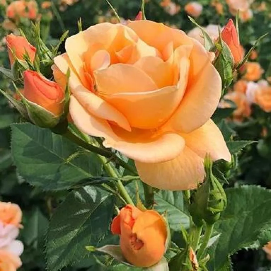 Virágágyi floribunda rózsa - Rózsa - Portoroź - Online rózsa rendelés