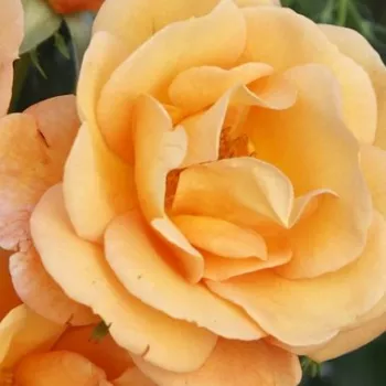 Ruže - online - koupit - záhonová ruža - floribunda - oranžový - mierna vôňa ruží - aróma jabĺk - Portoroź - (80-100 cm)