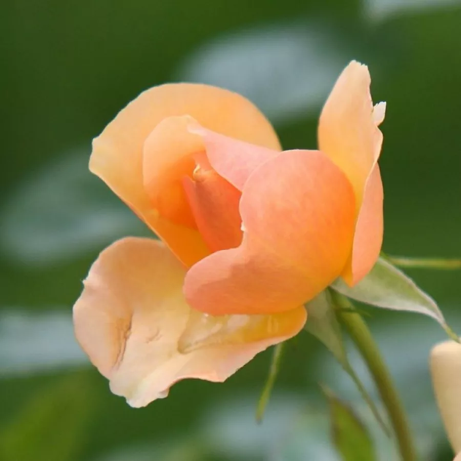 Stromkové růže - Stromkové růže, květy kvetou ve skupinkách - Růže - Portoroź - 