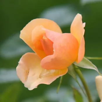 Rosa Portoroź - arancione - Rose per aiuole (Polyanthe – Floribunde) - Rosa ad alberello0