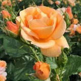 Záhonová ruža - floribunda - mierna vôňa ruží - aróma jabĺk - oranžový - Rosa Portoroź