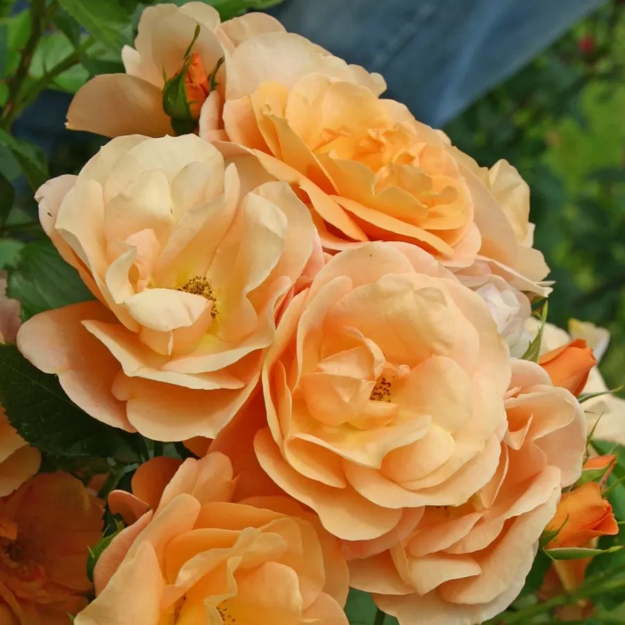 Vrtnica floribunda za cvetlično gredo - Roza - Portoroź - vrtnice online