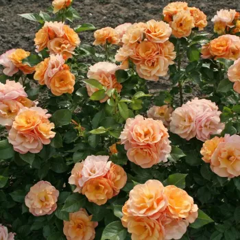 Narancssárga - virágágyi floribunda rózsa - diszkrét illatú rózsa - alma aromájú