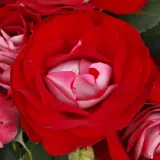 Vörös - virágágyi floribunda rózsa - Online rózsa vásárlás - Rosa Rose Der Einheit® - diszkrét illatú rózsa - eper aromájú