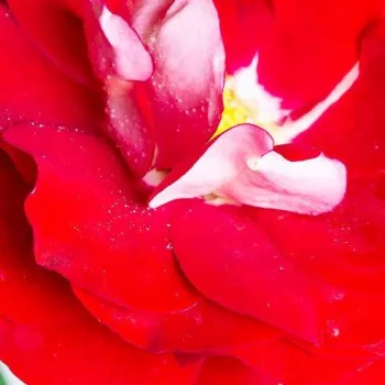 Online rózsa vásárlás - vörös - virágágyi floribunda rózsa - Rose Der Einheit® - diszkrét illatú rózsa - eper aromájú - (60-70 cm)
