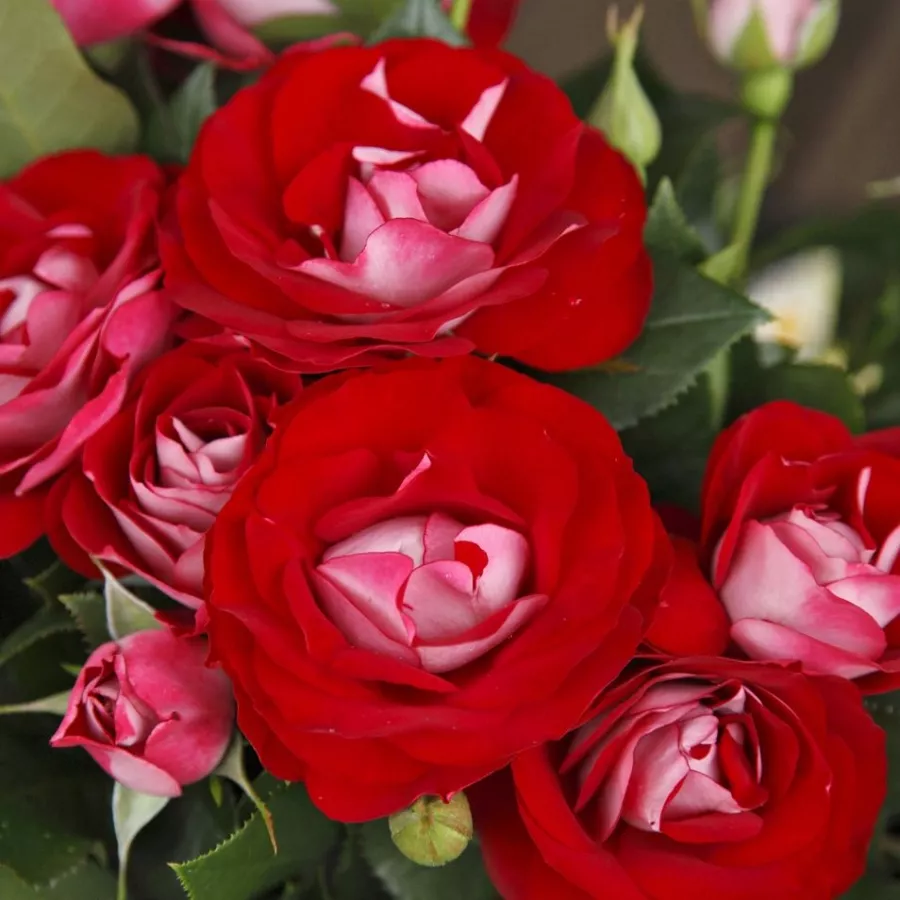 Czerwony - Róża - Rose Der Einheit® - Szkółka Róż Rozaria