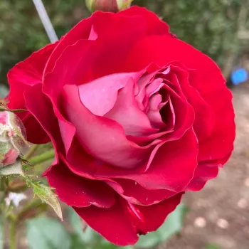 Rosa Rose Der Einheit® - czerwony - róże rabatowe grandiflora - floribunda